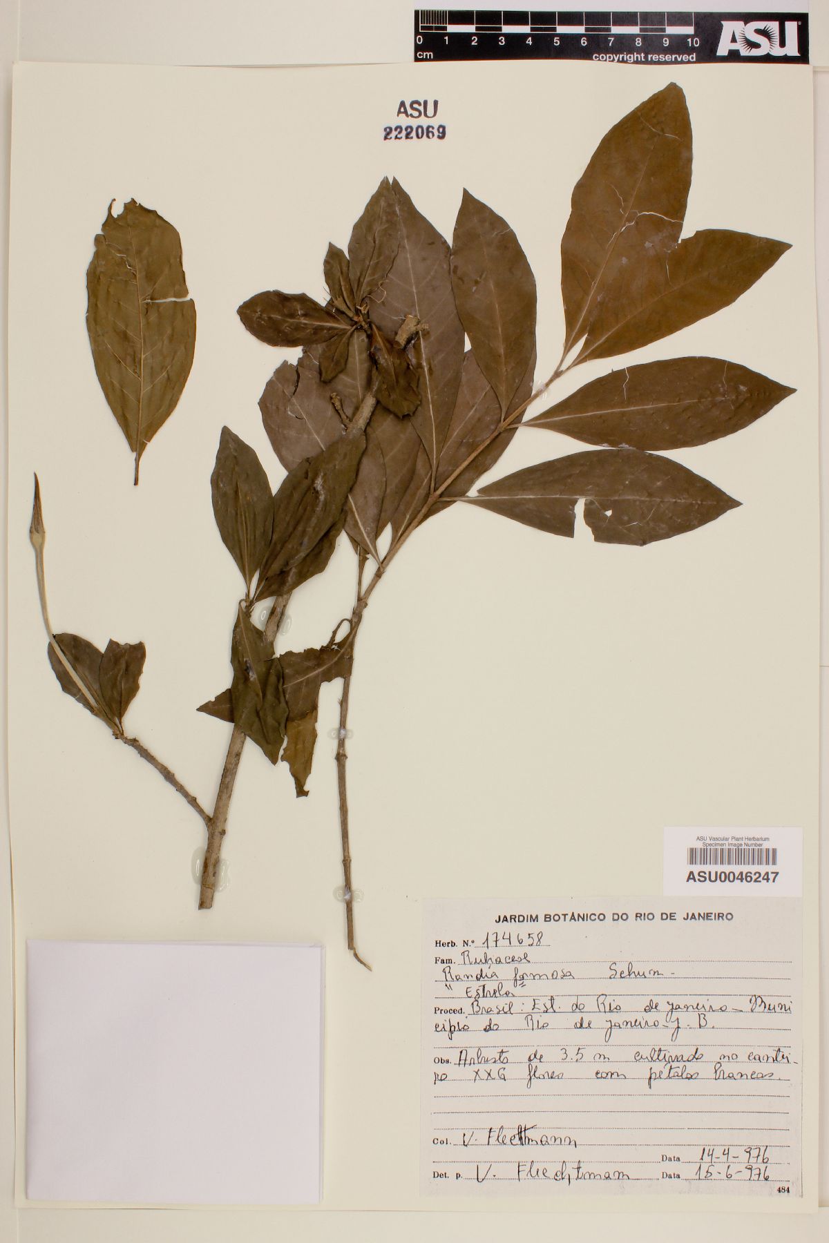 black berry jam fruit,jasmin de rosa,black berry jam bush,raspberry bush,marmeladen frucht